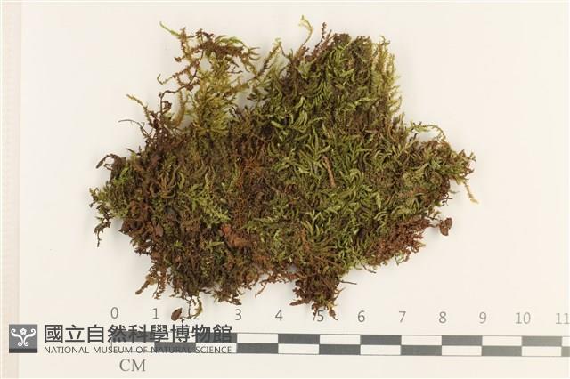 羽枝青蘚藏品圖，第1張