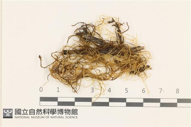 登錄號:B00002929藏品圖，第1張