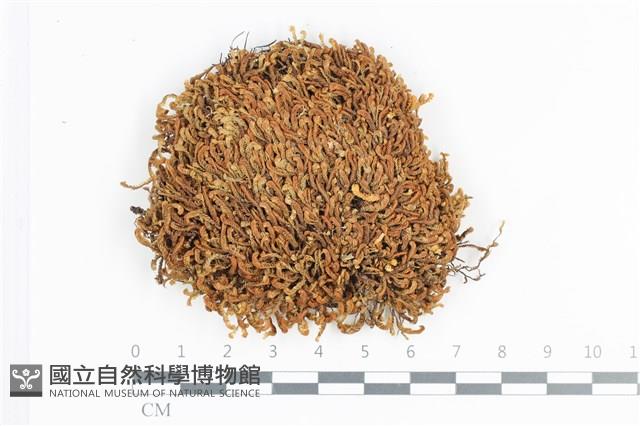 登錄號:B00016929藏品圖，第1張