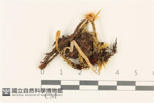 登錄號:B00004929藏品圖，第1張