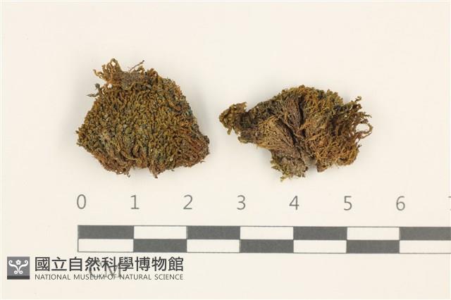 登錄號:B00017929藏品圖，第1張