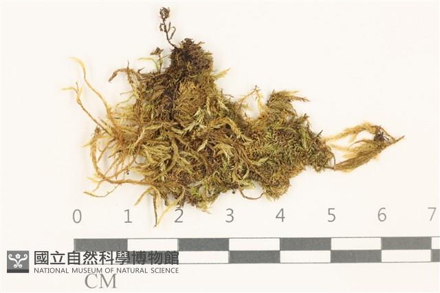 登錄號:B00010929藏品圖，第1張