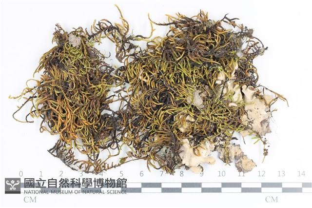 登錄號:B00012829藏品圖，第1張