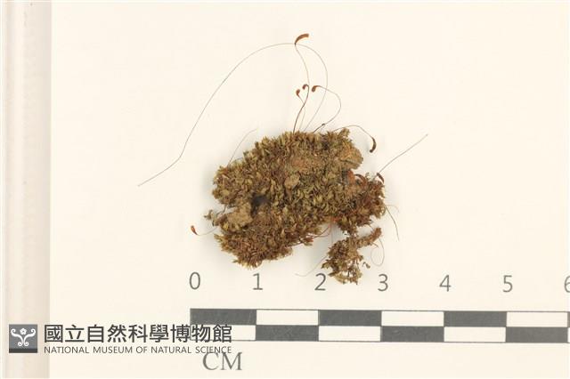 登錄號:B00004829藏品圖，第1張