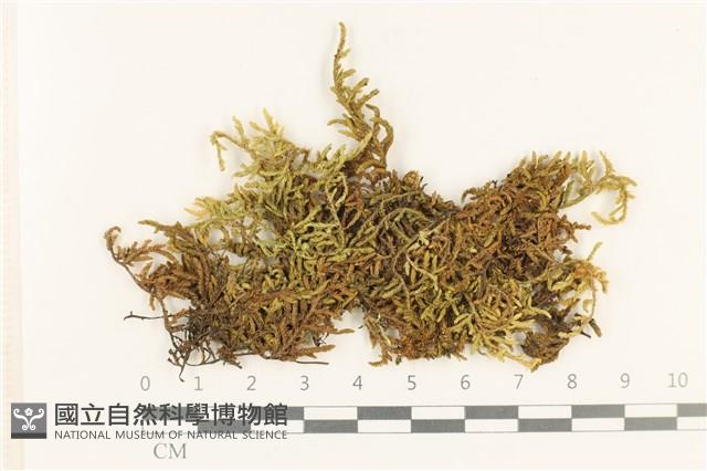 蔓枝蘚藏品圖，第1張