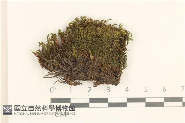 蕊形真蘚藏品圖，第1張
