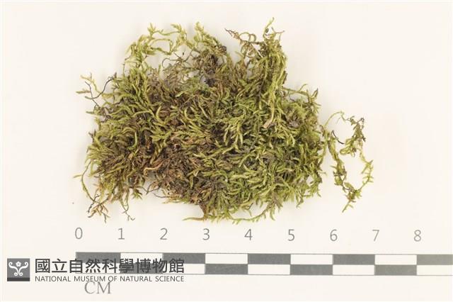 登錄號:B00012979藏品圖，第1張