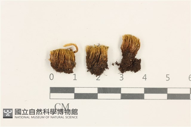 登錄號:B00002979藏品圖，第1張