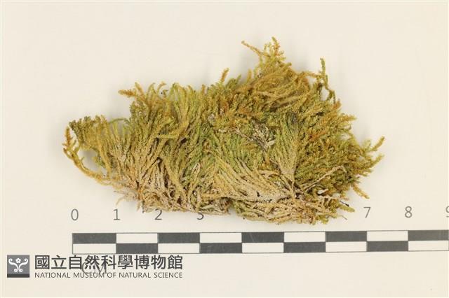 柔軟櫛葉蘚藏品圖，第1張