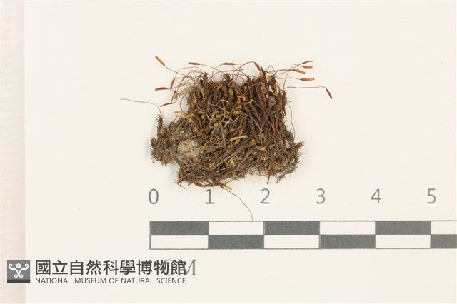 扭口蘚藏品圖，第1張