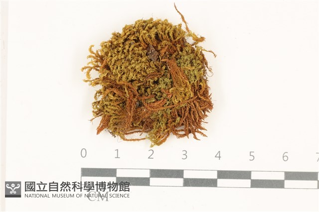 索氏叢本蘚藏品圖，第1張