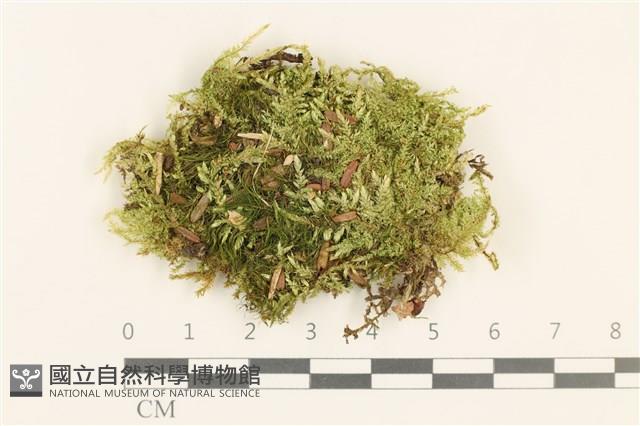 登錄號:B00011979藏品圖，第1張