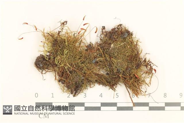 登錄號:B00000979藏品圖，第1張