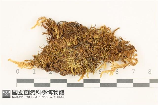 登錄號:B00014879藏品圖，第1張