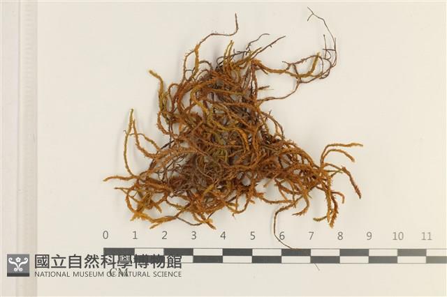 登錄號:B00011879藏品圖，第1張