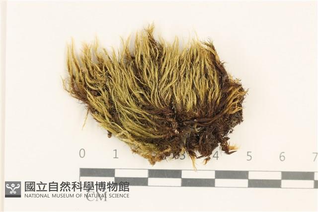 黃曲柄蘚藏品圖，第1張