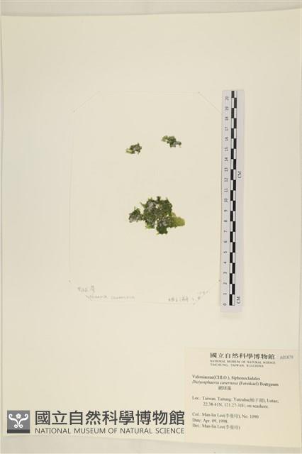 網球藻藏品圖，第1張