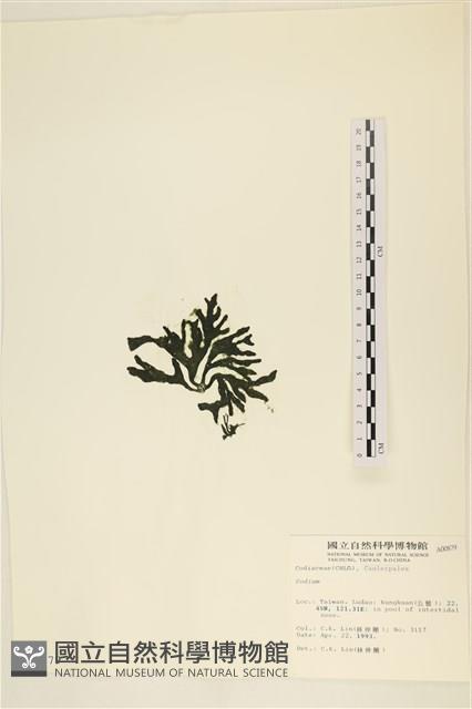 登錄號:A00000879藏品圖，第3張