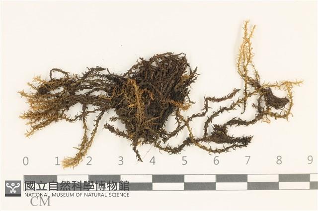 登錄號:B00004919藏品圖，第1張