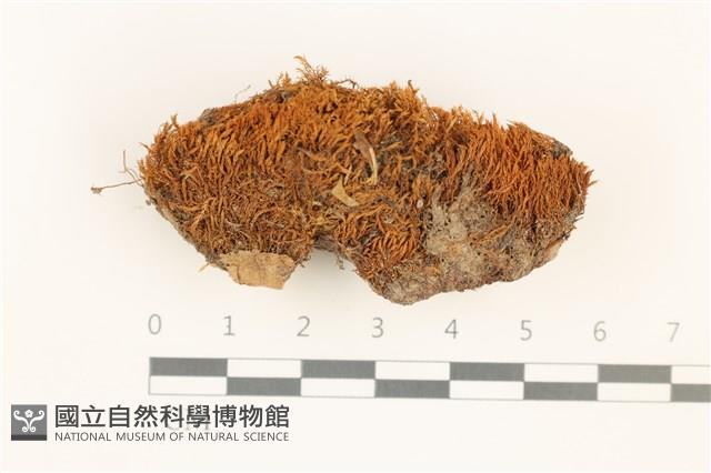 扭口蘚藏品圖，第1張