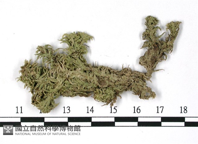 寬葉泥炭蘚藏品圖，第1張