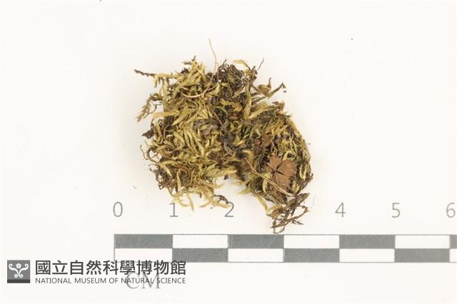 登錄號:B00020919藏品圖，第1張