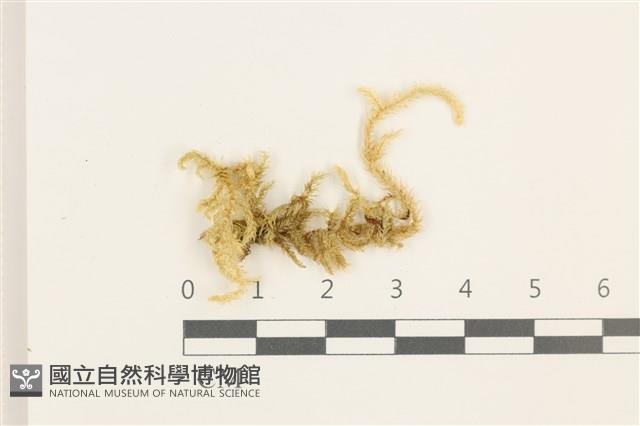 褶葉青蘚藏品圖，第1張