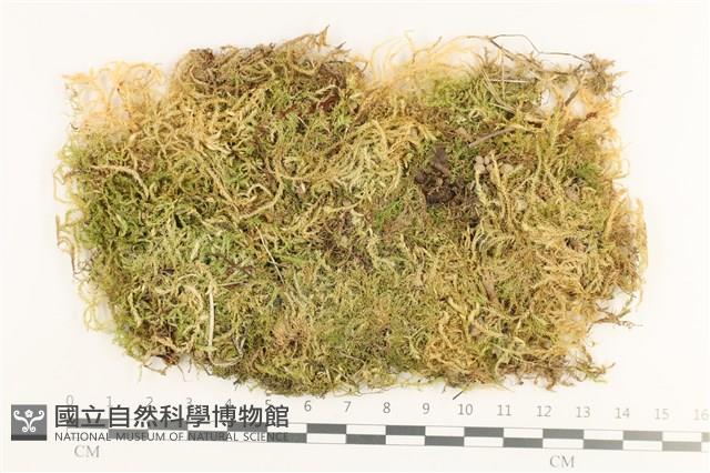 登錄號:B00011099藏品圖，第1張