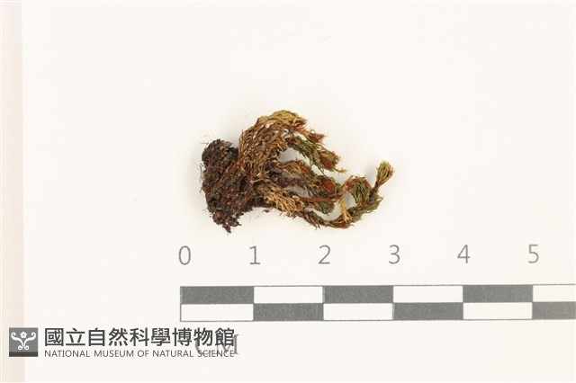 那霸短月蘚藏品圖，第1張