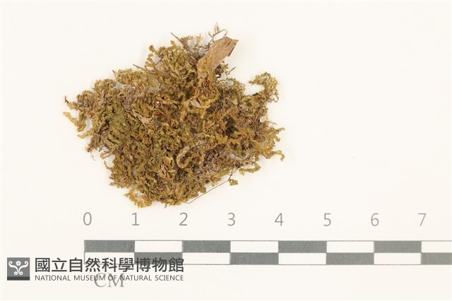強肋蘚藏品圖，第1張