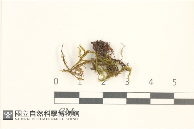 溪邊青蘚藏品圖，第1張