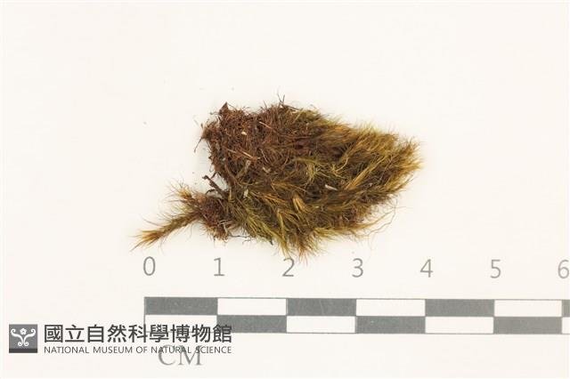 日本曲柄蘚藏品圖，第1張