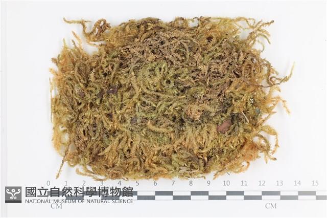 大灰氣蘚藏品圖，第1張