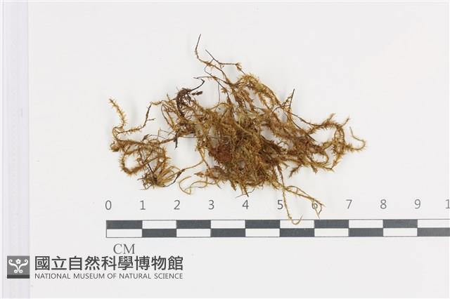 登錄號:B00008899藏品圖，第1張