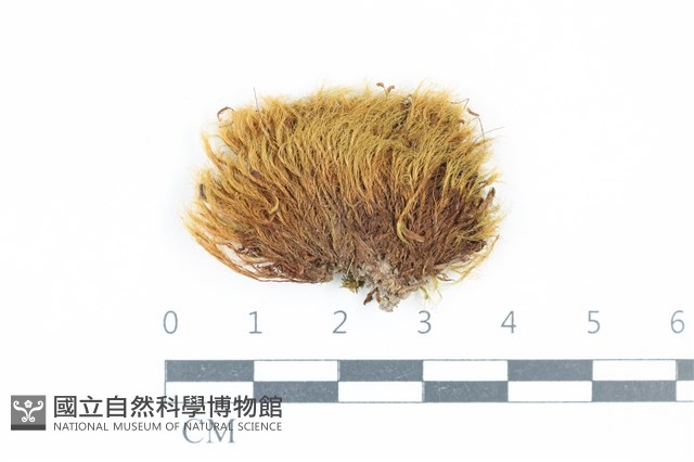登錄號:B00015899藏品圖，第1張