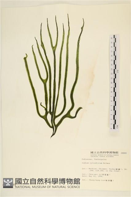 登錄號:A00000899藏品圖，第1張