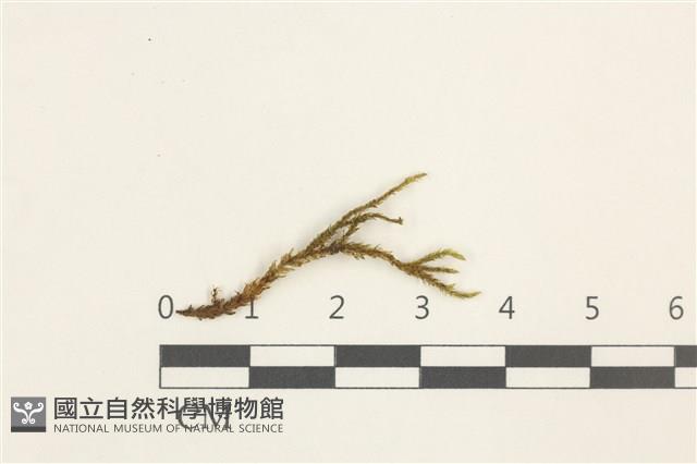 溪邊青蘚藏品圖，第1張