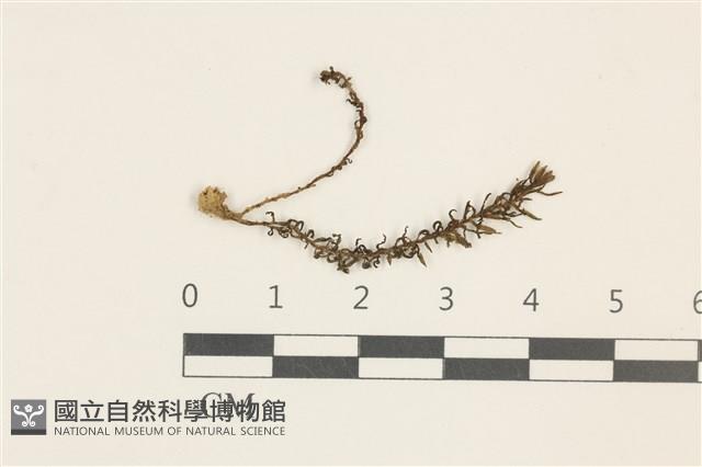 卷葉仙鶴蘚藏品圖，第1張