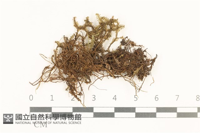 登錄號:B00014849藏品圖，第1張