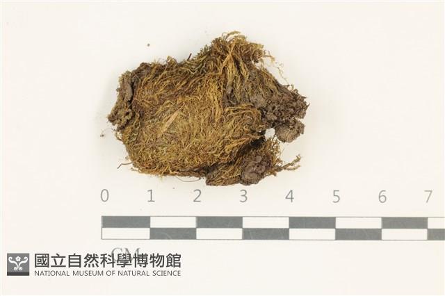 扭葉叢本蘚藏品圖，第1張