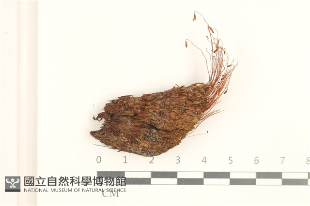 刺葉真蘚藏品圖，第1張