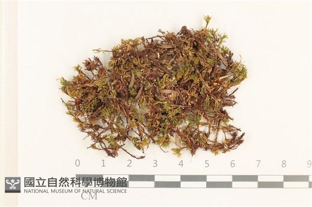 登錄號:B00000849藏品圖，第1張