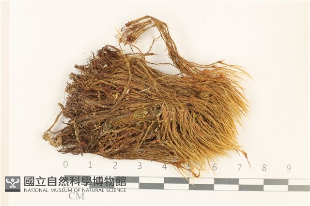 登錄號:B00011069藏品圖，第1張