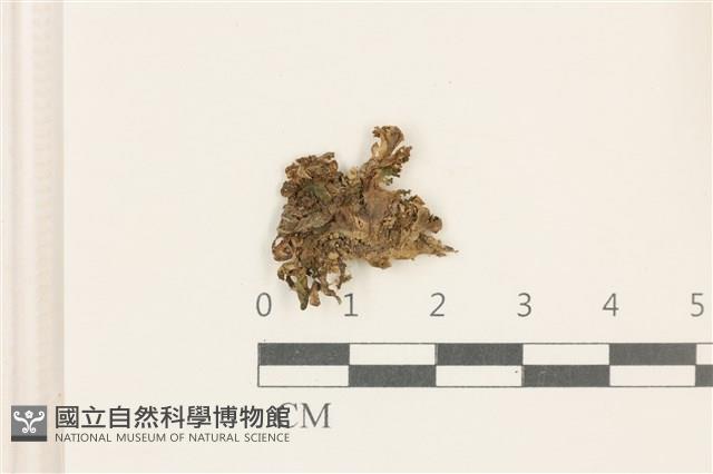 日本蛇苔藏品圖，第1張