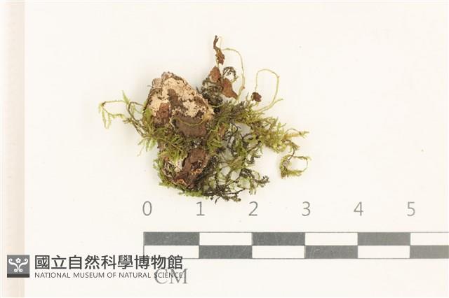 登錄號:B00019969藏品圖，第1張