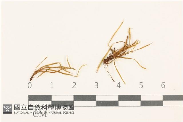 登錄號:B00004969藏品圖，第1張