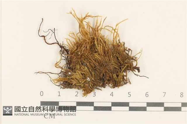 東亞小錦蘚藏品圖，第1張