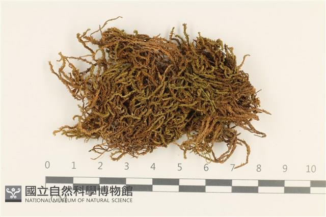 登錄號:B00002869藏品圖，第1張