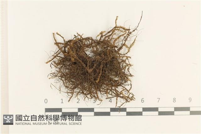 登錄號:B00019869藏品圖，第1張