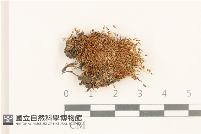 真蘚藏品圖，第1張